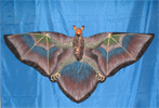 Click for detail